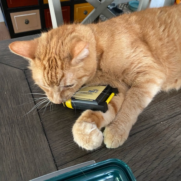 Pet Friendly Home πΆπ± - Picture 9 of 16